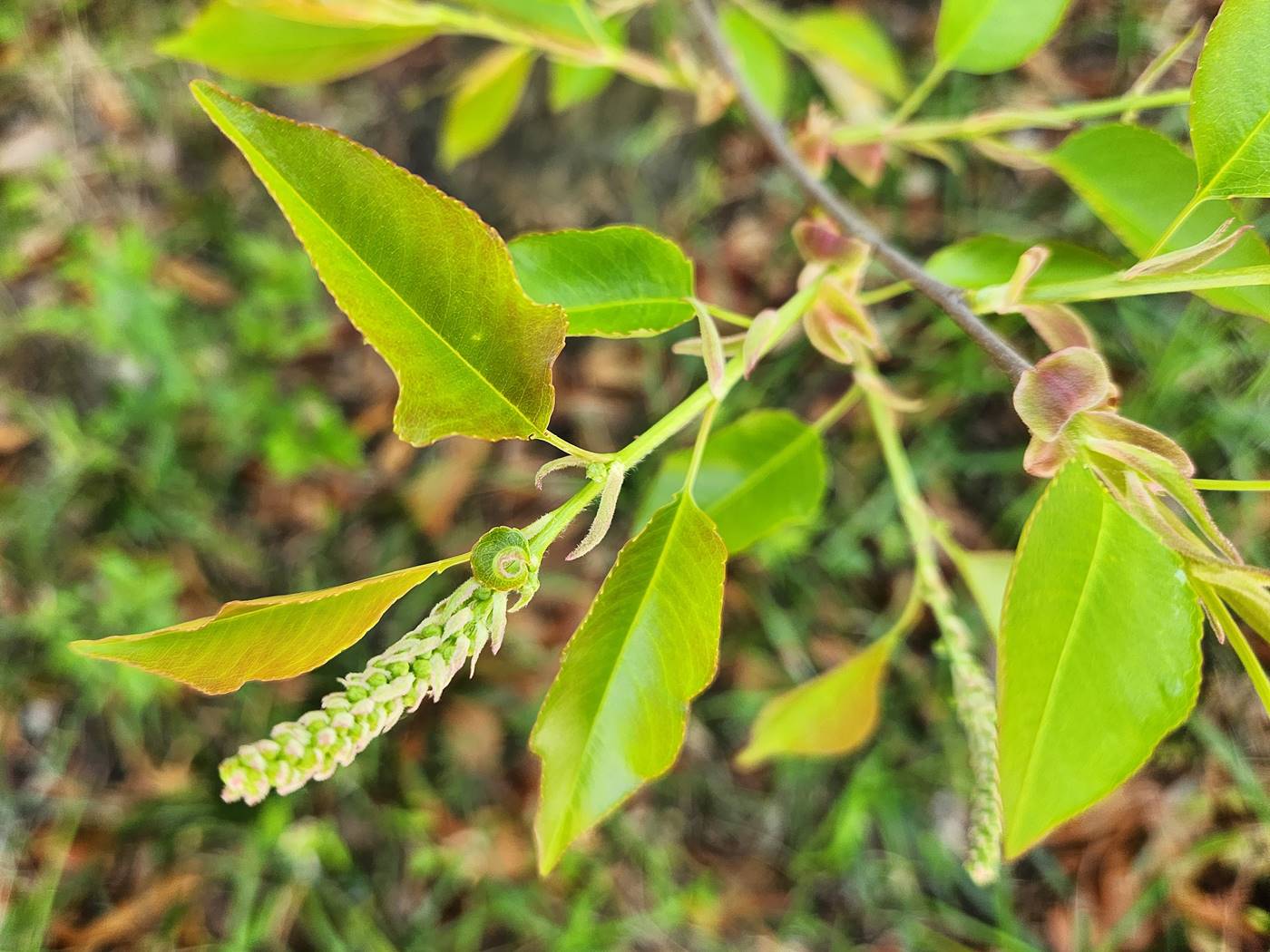 세로티나벚나무