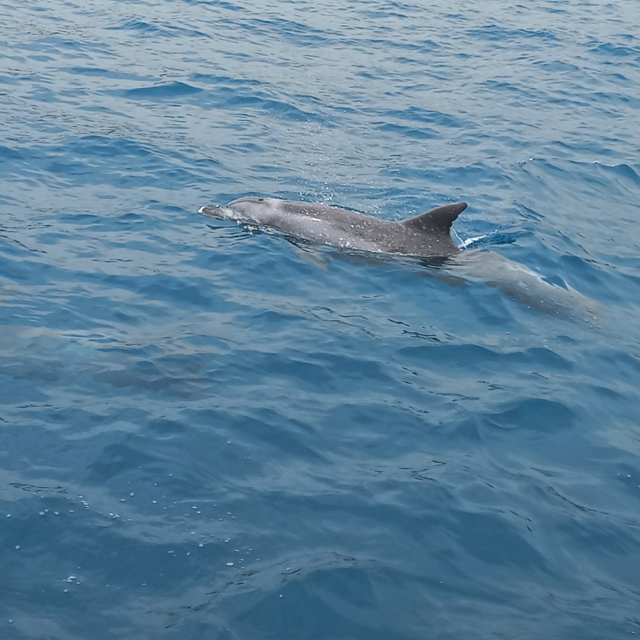 생생정보 제주도 배낚시 돌고래 체험 바*킹낚시