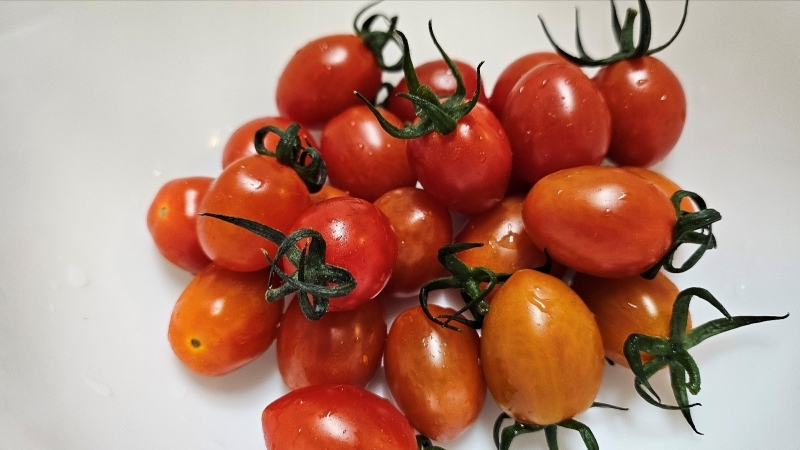 스테비아토마토3