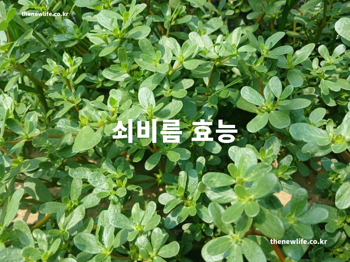 쇠비름 효능 대표 실사진