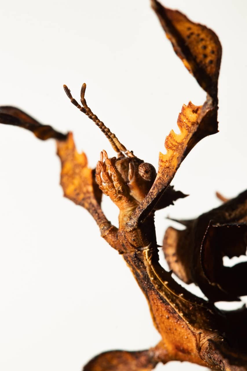 감쪽같은 위장술 &mdash; 살아남기 위한 자연의 위대한 전략서론