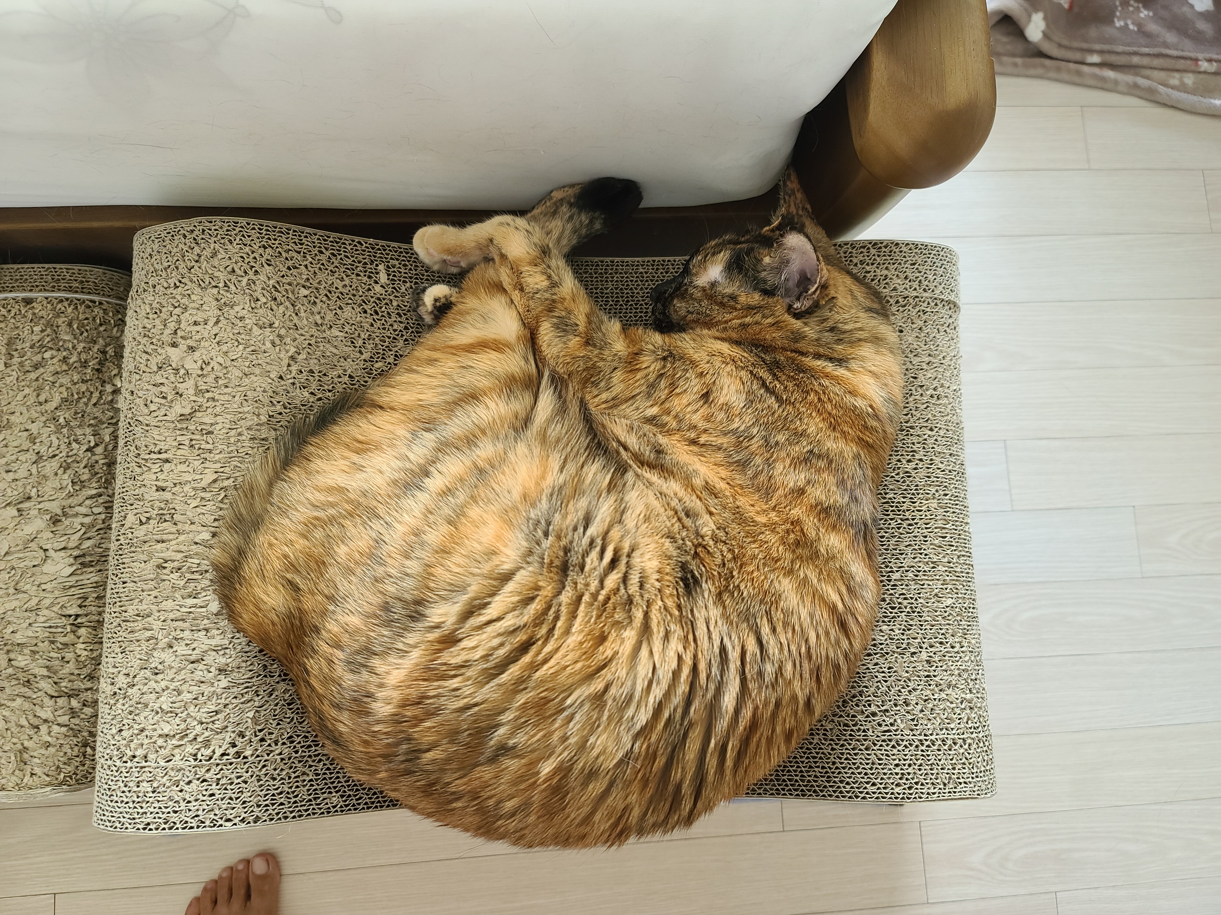 고양이들의 오늘 낮잠자는 포즈 (feat.내 다이슨 도대체 언제와?)