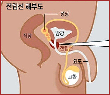 이만기 쏘팔메토