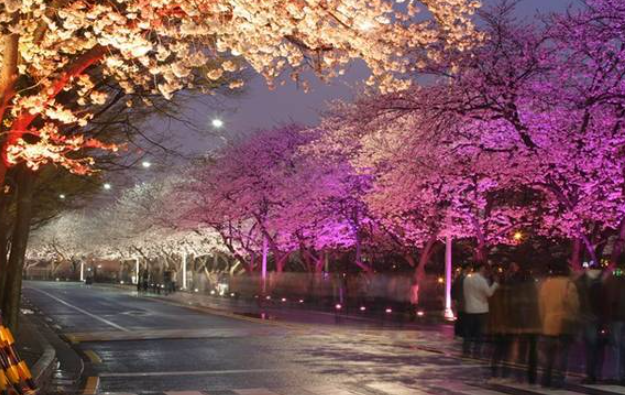 사진찍기 좋은 벚꽃명소 여의도 윤중로