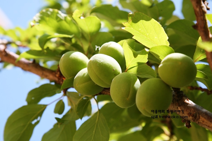 매실액기스 효능