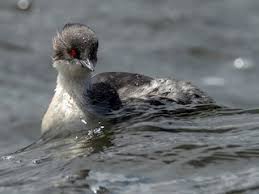 고산 호수 수온 변화가 후닌 논병아리의 번식 행동에 미치는 영향