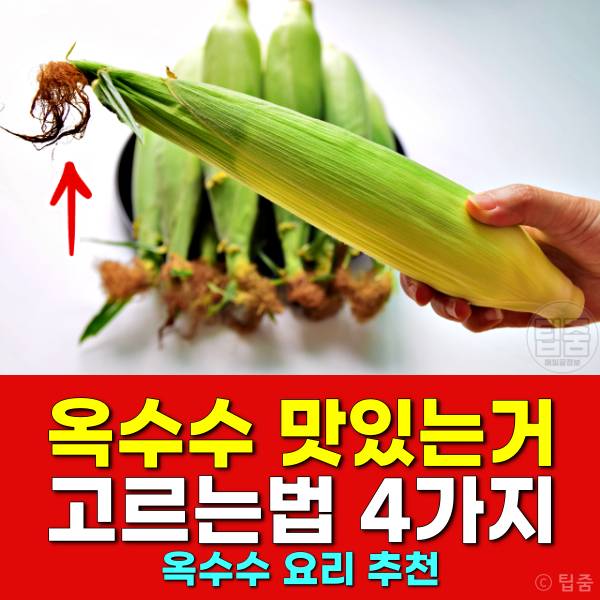 맛있는 옥수수 고르는법