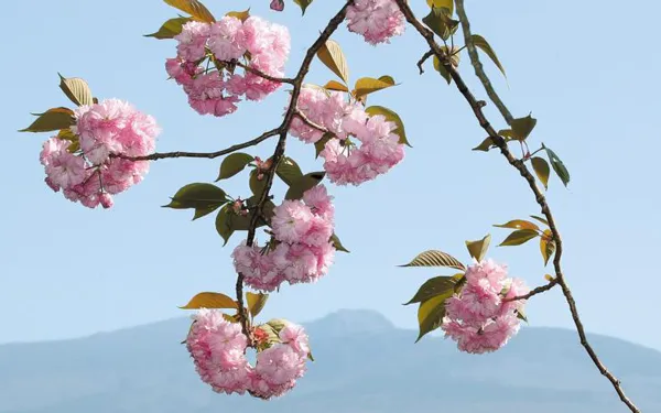 겹벚꽃 개화시기 숨겨진 명소_8