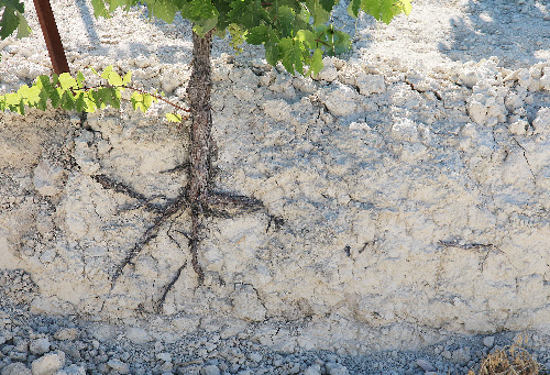 Limestone Rich Soils