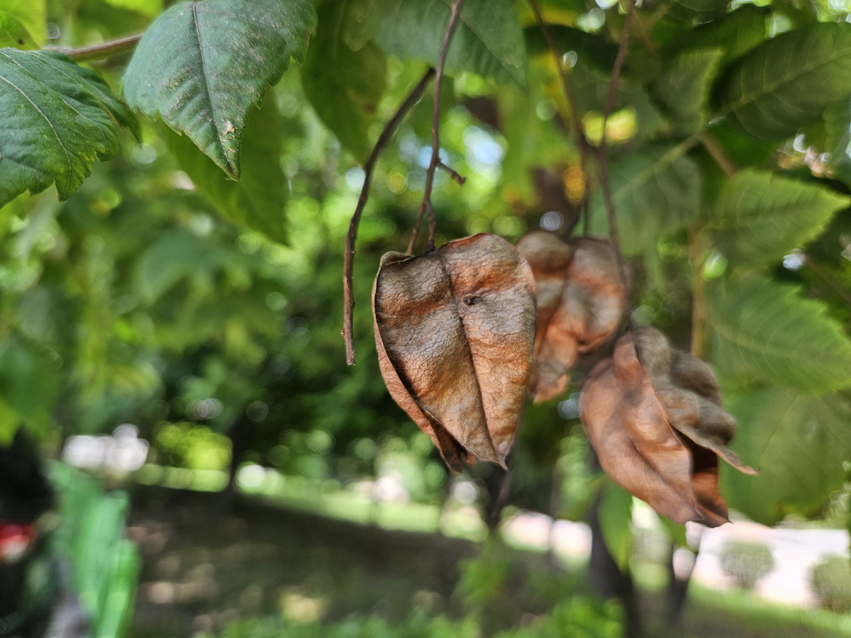 모감주나무 열매