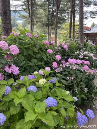 7월 축제 가볼만한 곳 베스트 10 완벽 여행 가이드_13