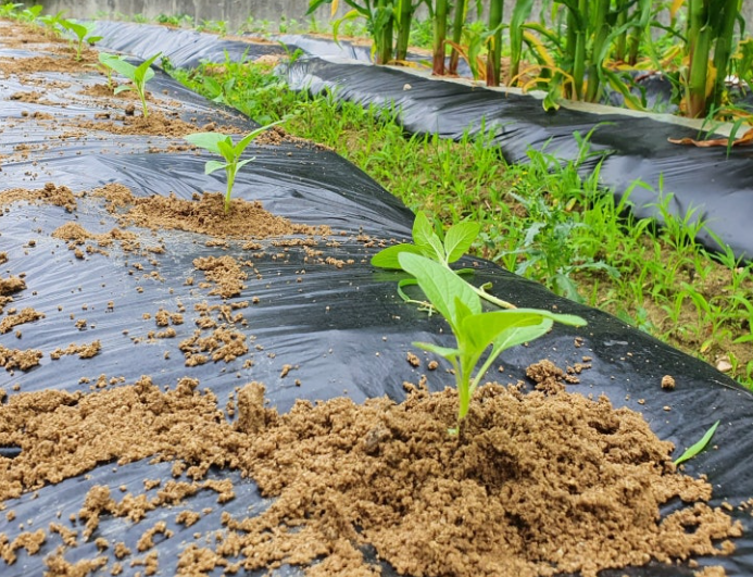 들깨심는시기 참깨심는시기 모종 재배 간격 중부 남부 지방 총정리 2
