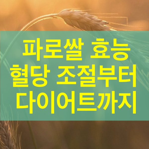 파로쌀 효능 혈당조절