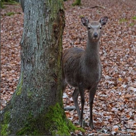 보호종으로 지정된 사향 노루
