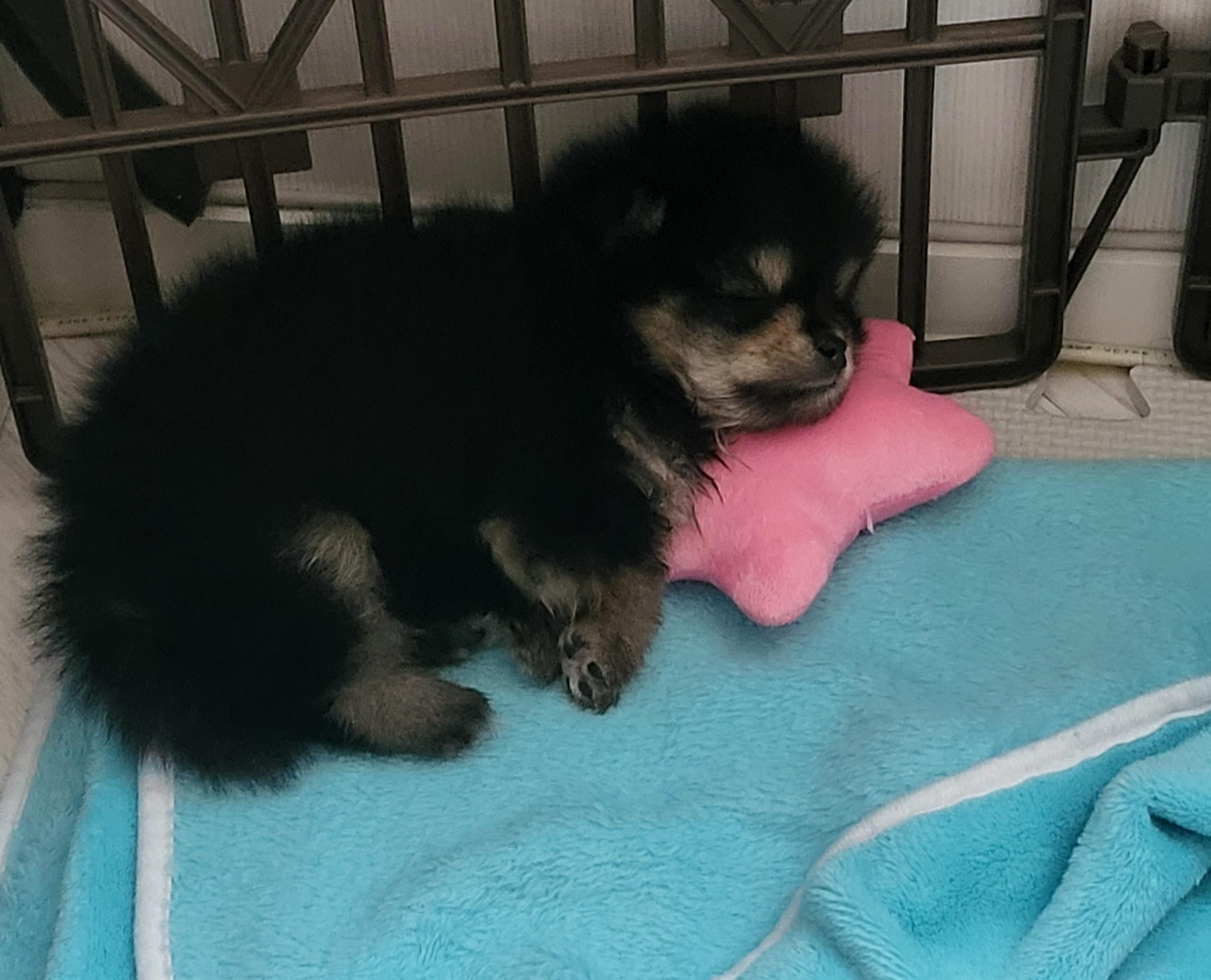 퍼피 달콩