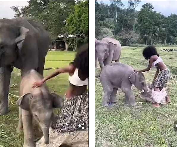 Playful baby elephant rips off model's skirt by clambering over her