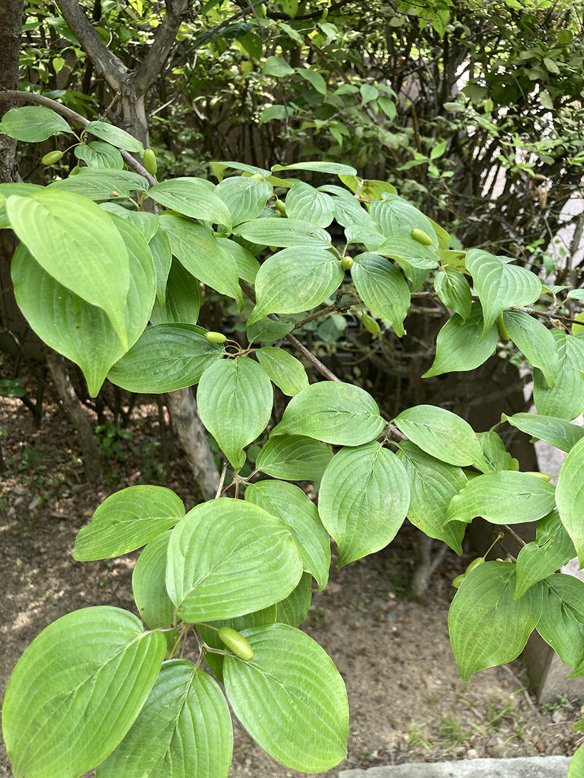 산수유