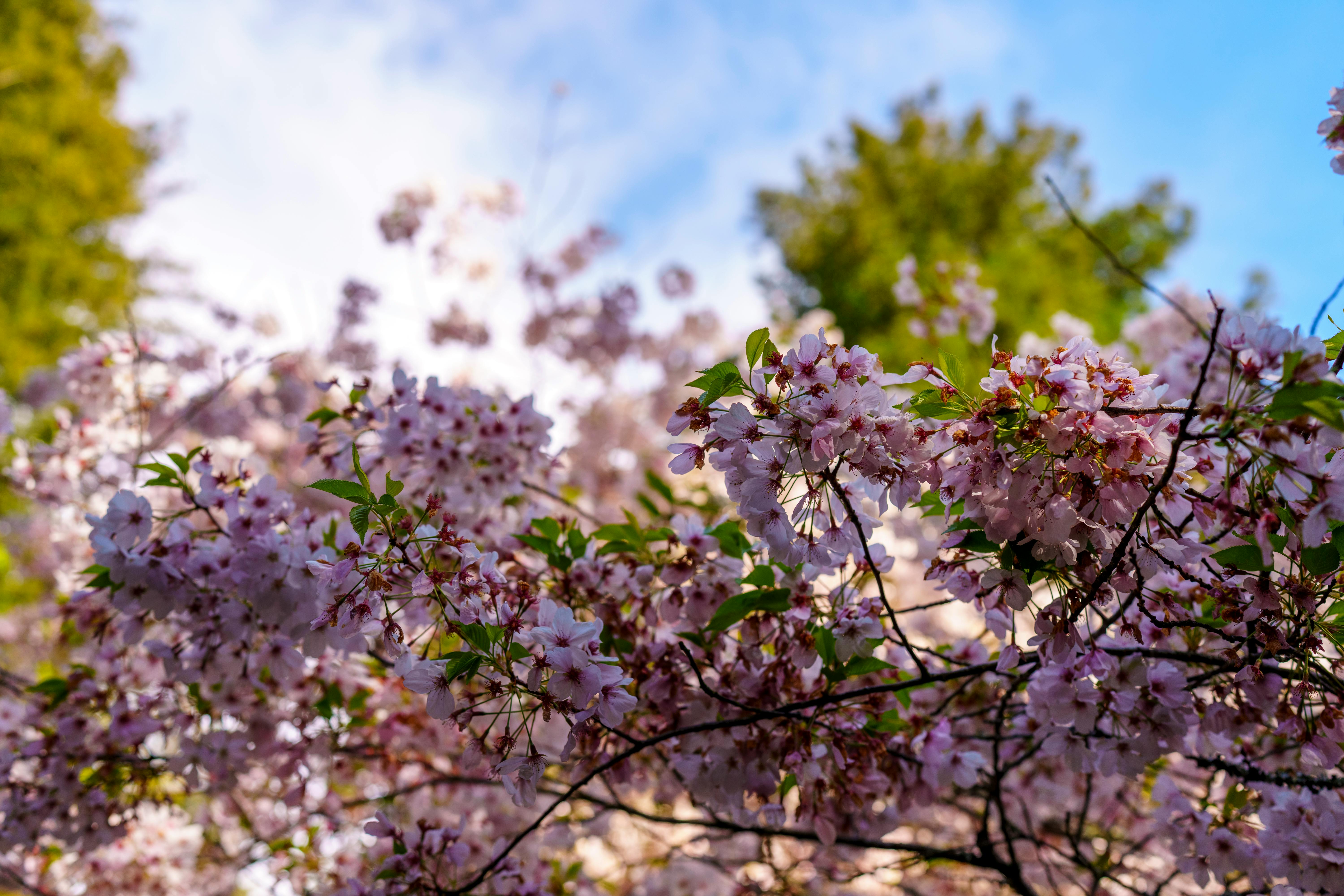 봄철 아름다운 벚꽃