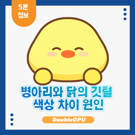 병아리와 닭 깃털 차이