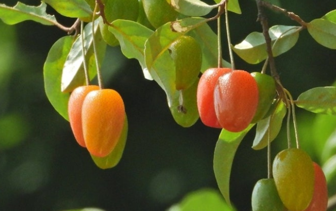 보리수-열매-효능-부작용-하루-섭취량-관련-사진