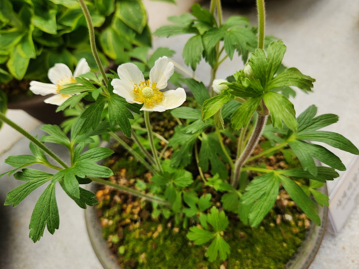 설강바람꽃(사계바람꽃)