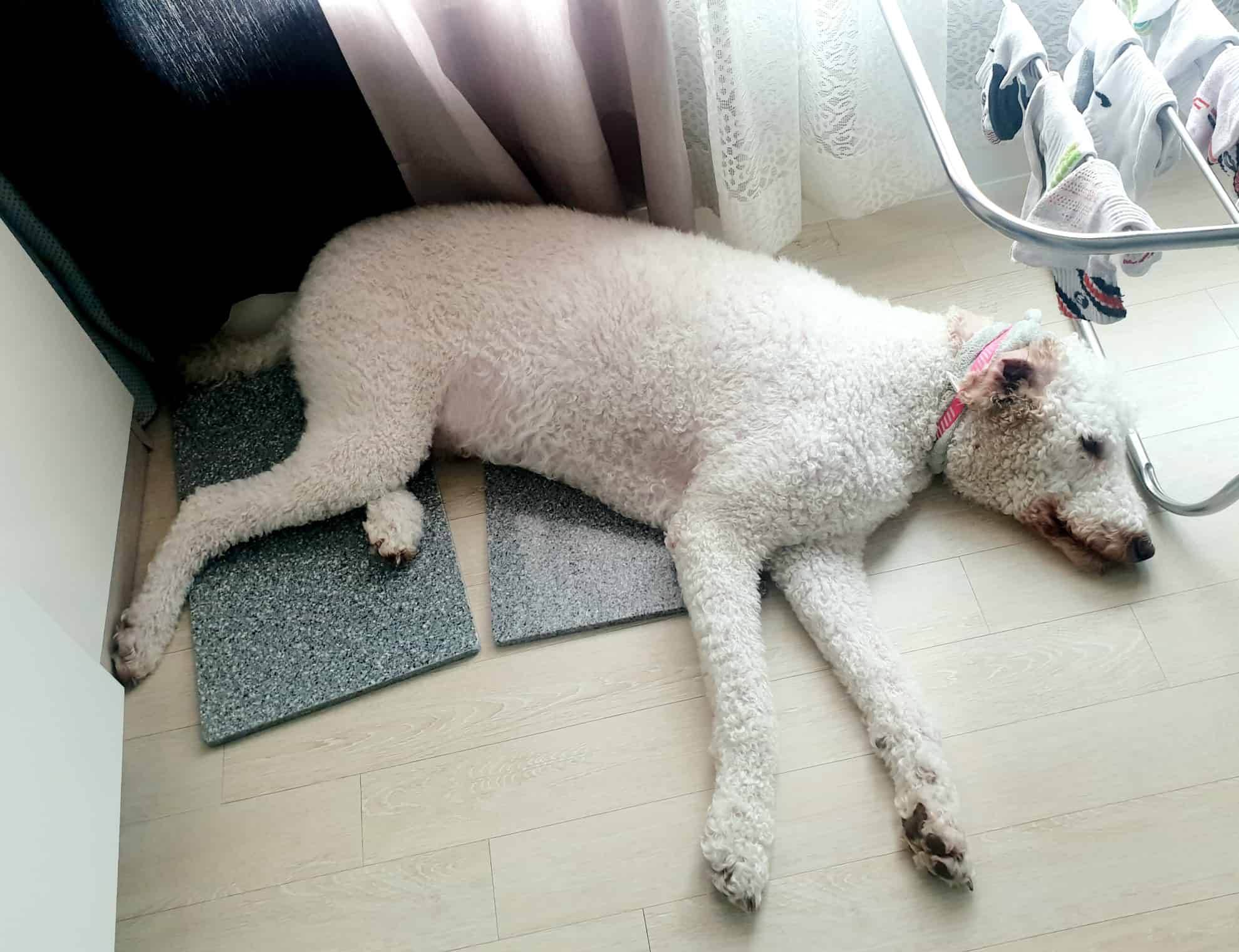 대형견 푸들 테리