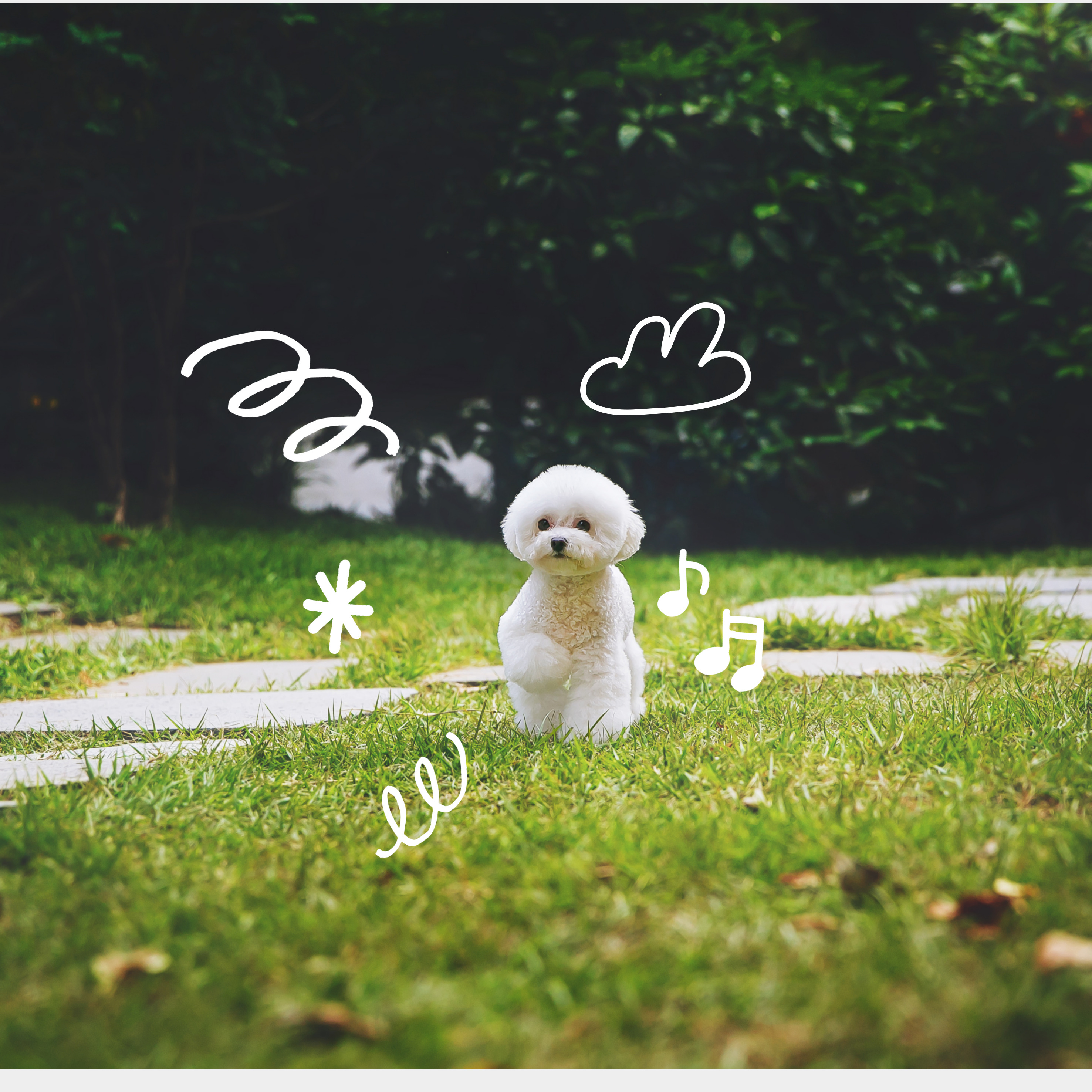 강아지 고양이 강형욱 복귀