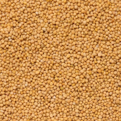 백개자 (겨자씨)