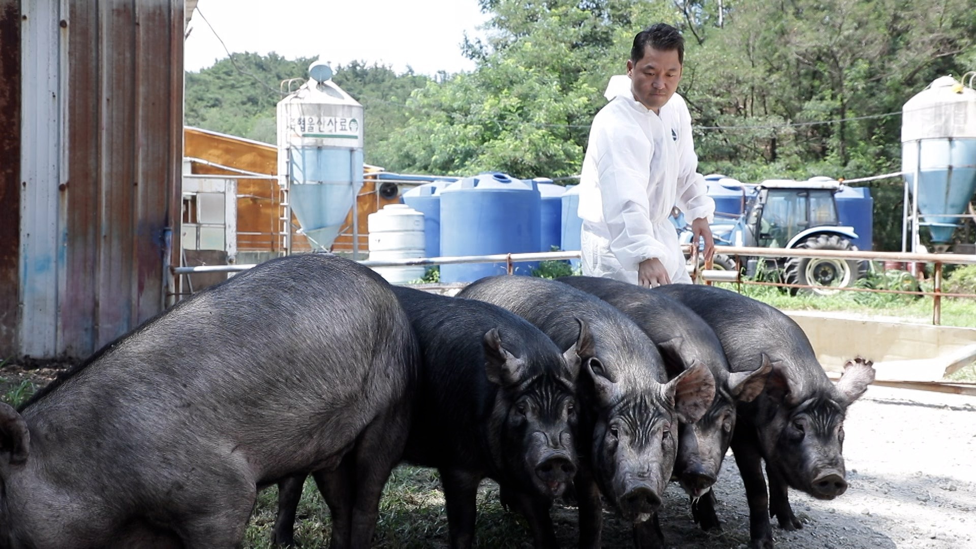 경북 포항 농장 재래돼지 토종 돼지 복원 농장 재래 돼지 곰탕, 닭껍질 만두, 서양식 편육 파테 소개