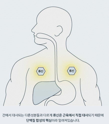 히이즈 류신 타블렛