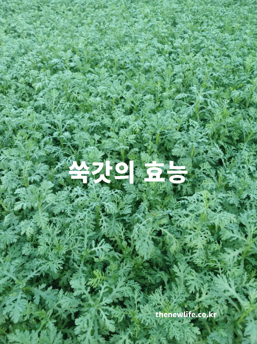 쑥갓의 효능을 과학적인 근거를 바탕으로 설명하는 대표 실사진