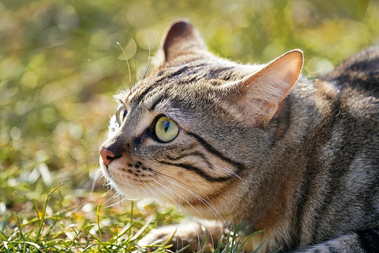 🐶반려동물 (강아지·고양이) 혈뇨 원인? 방광염, 결석부터 약, 항생제, 영양제, 병원비 검사 비용까지 현실 꿀팁 대공개!