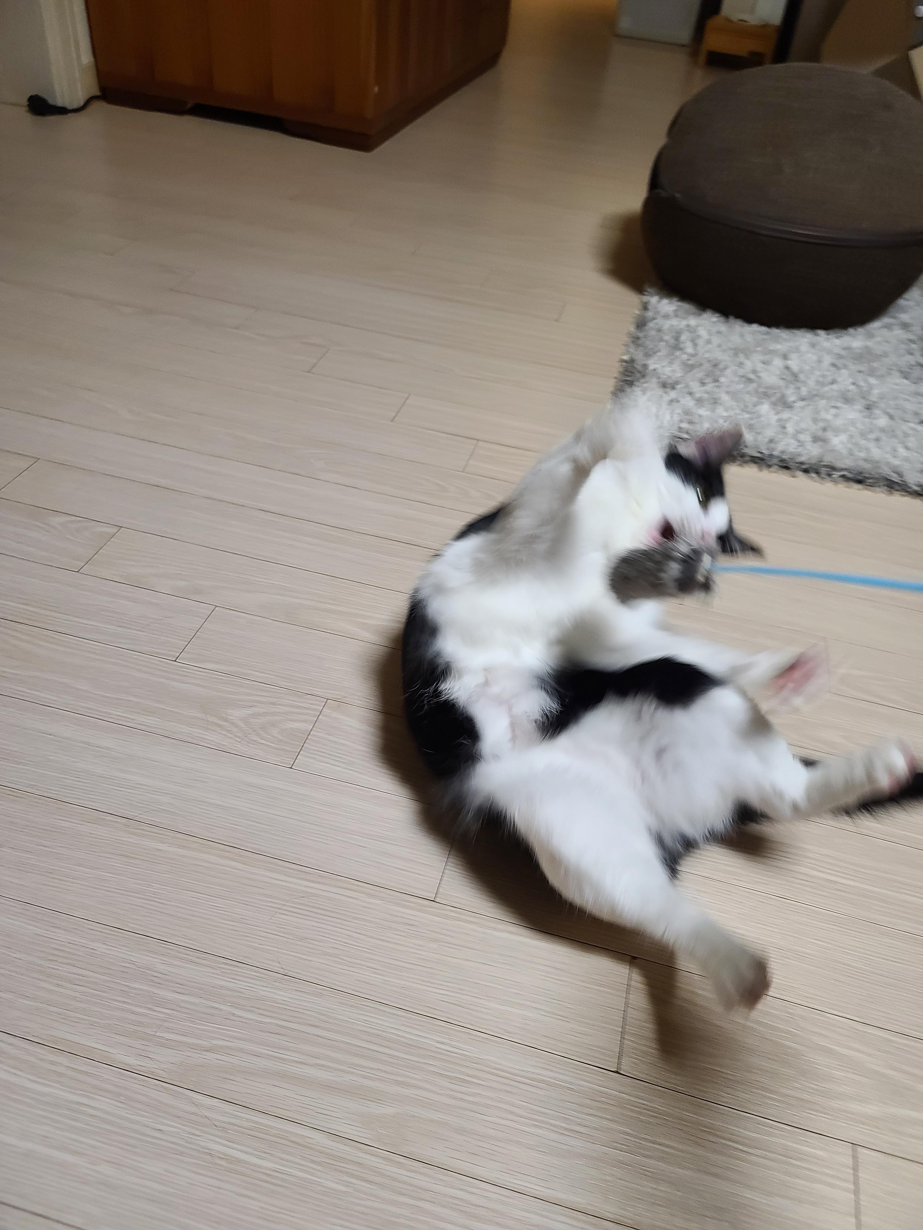 고양이 장난감 오뎅꼬치로 캣미로에서 노는 고양이들.