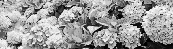 개화시기, 가지치기, 물주기 등