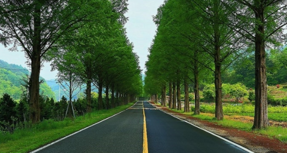 전북 진안 부귀 메타세콰이어길