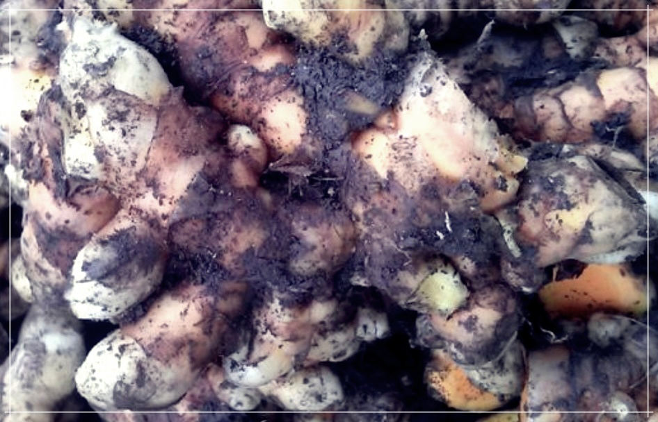 울금가루 효능, 먹는법, 보관방법 총정리