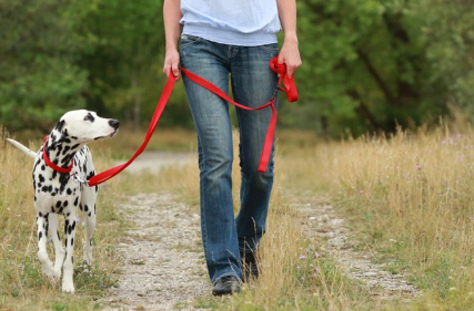 산책하는 달마시안.