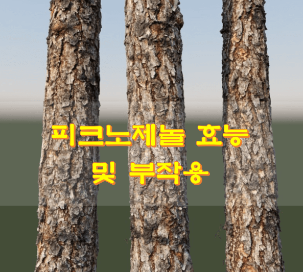 소나무-세그루-사진