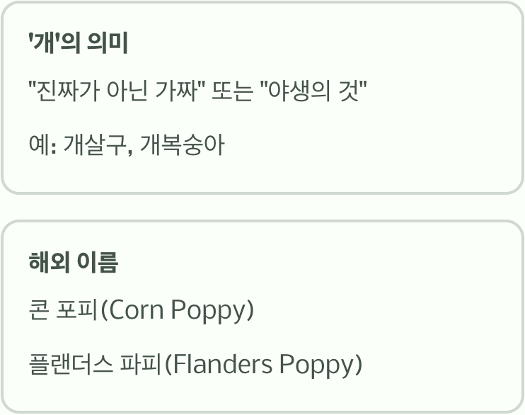 '개' 자가 붙은 억울한 이름, 개양귀비