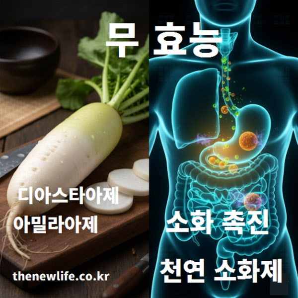 무의 디아스타아제와 아밀라아제 성분이 소화를 돕는 과정을 나타낸 인포그래픽 이미지