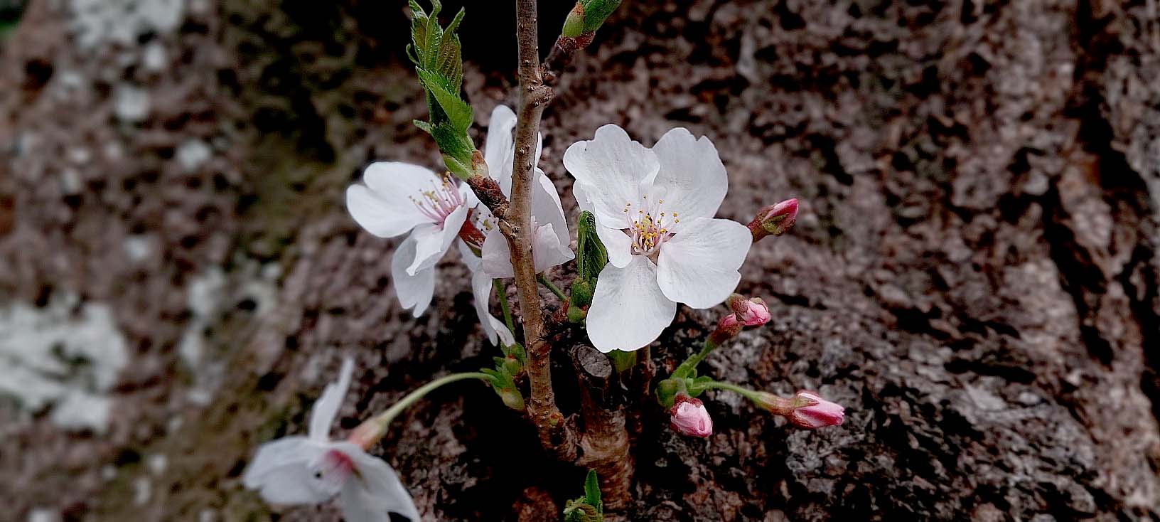 벚꽃이 춤추는 제주의 봄