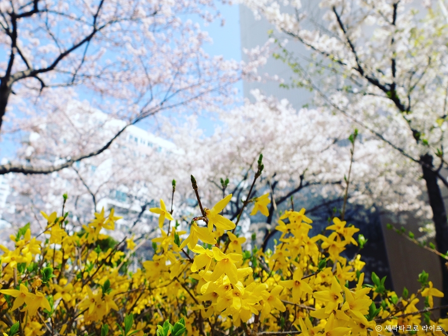 온천천벚꽃사진