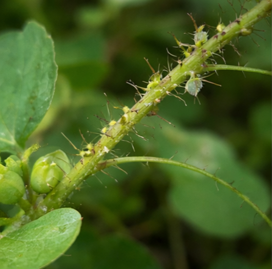 머느리배꼽(Persicaria perfoliata)