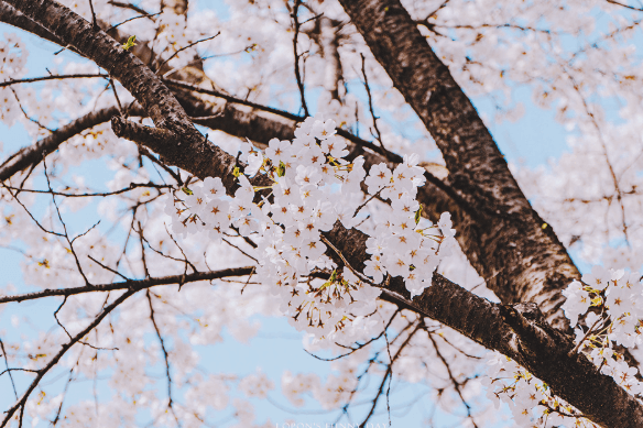갈산누리 봄 축제