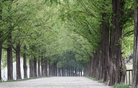 담양 메타스콰이어길의 봄