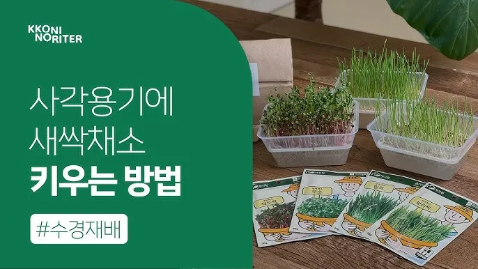 새싹무 재배 씨앗 소독 얇게 파종 통풍 관리_5