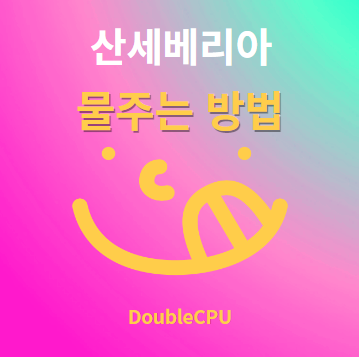 산세베리아 물주기