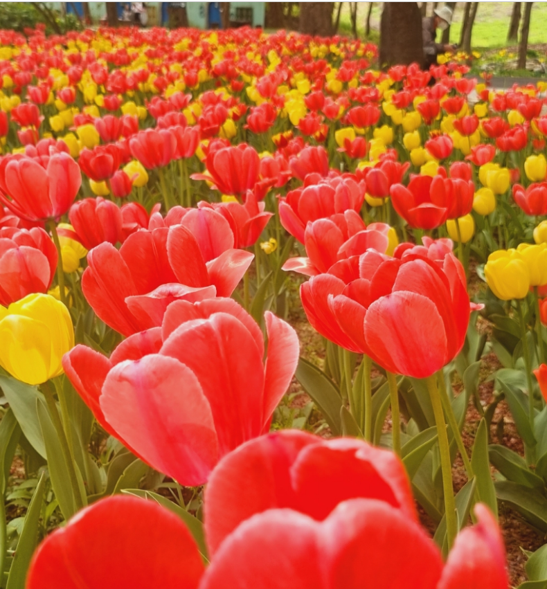아산 피나클랜드 튤립 축제.생방송투데이.일정.가는길.주차장.2023년안내