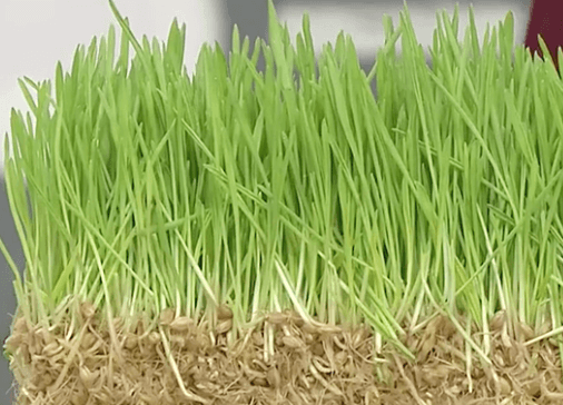 새싹보리-약15cm