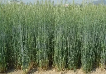 호밀 재배 가을 파종 추위 강함 사료용 수확_3